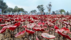 קרבות לנופים