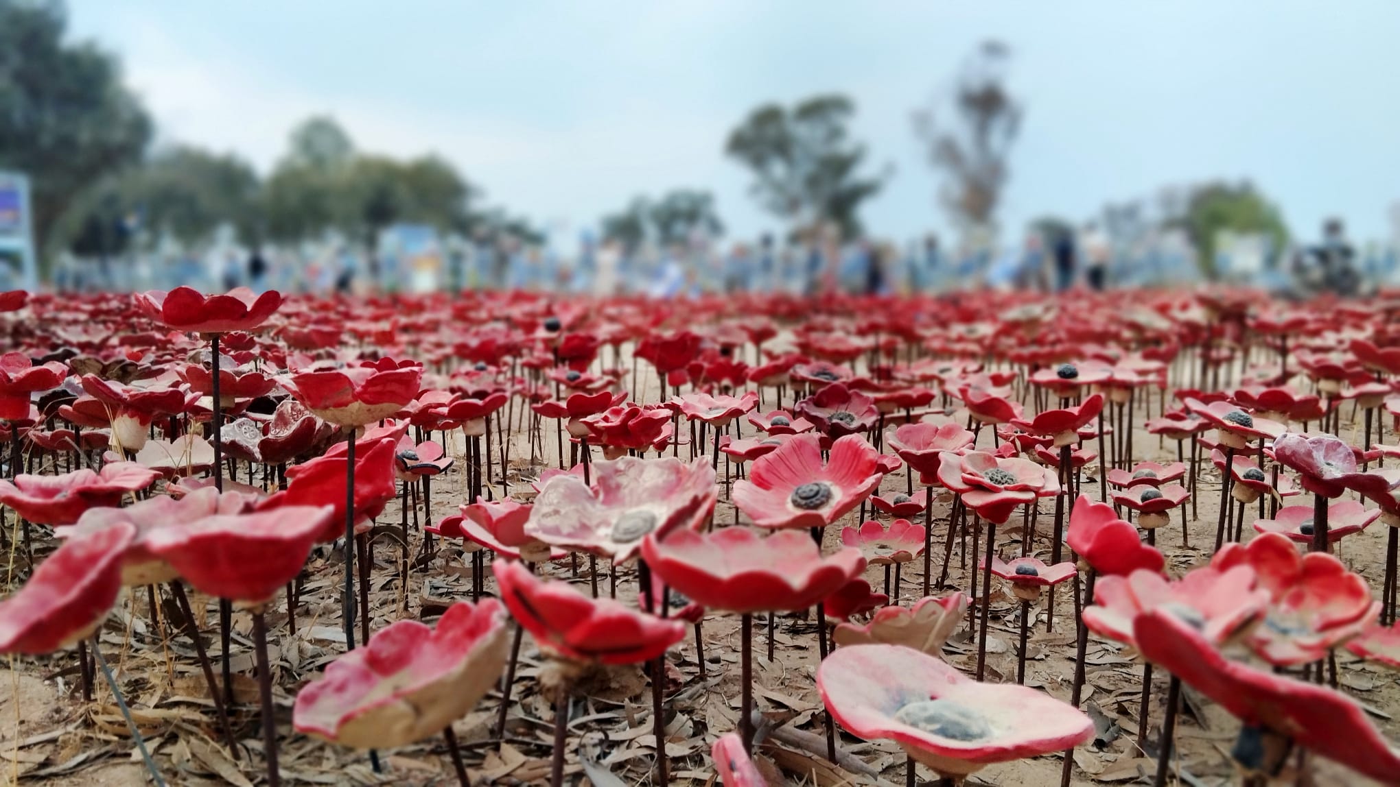 קרבות לנופים