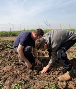 נוטעים שורשים